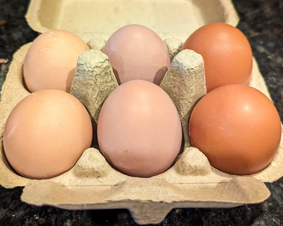 Meet our Egg-ecutives